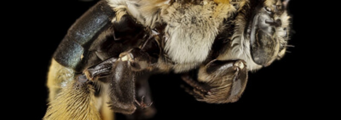 Propolis ve Arı Sütünün Faydaları